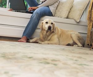 Dicas caseiras para limpar tapetes e carpetes