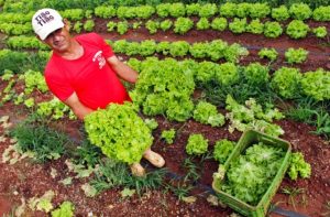 Os Legumes da nossa Horta